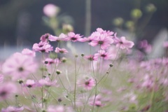 優しく輝く秋桜…