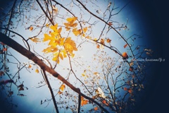 秋空の凧あげ大会…