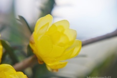 大きくなった蝋梅…