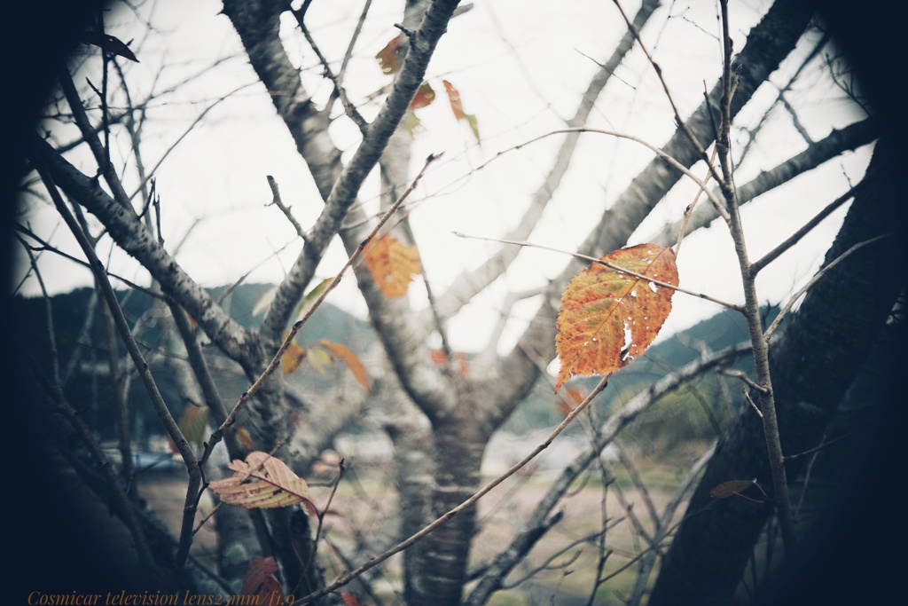 秋口の葉  これでいい…