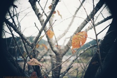 秋口の葉  これでいい…