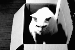 家猫あるある…