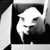 家猫あるある…