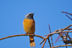 来た〜なジョビくん…