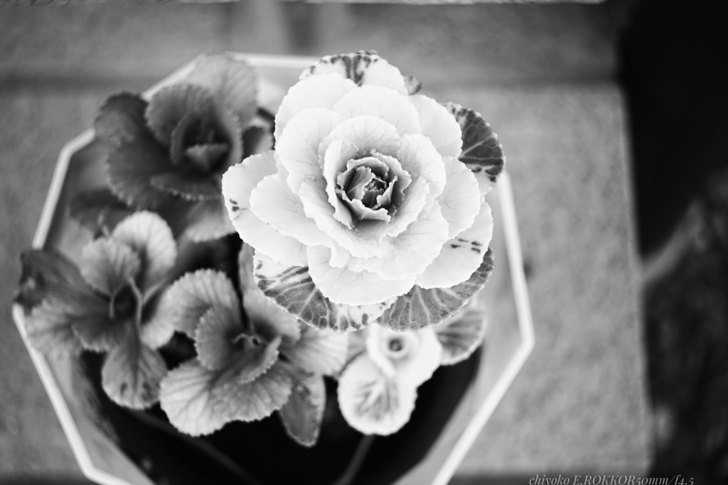 モノクロボタン…