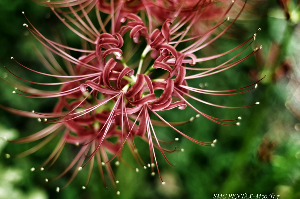 beauty with toxicity…