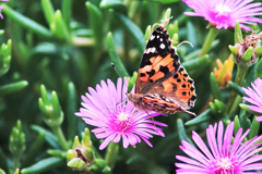 Painted Lady…