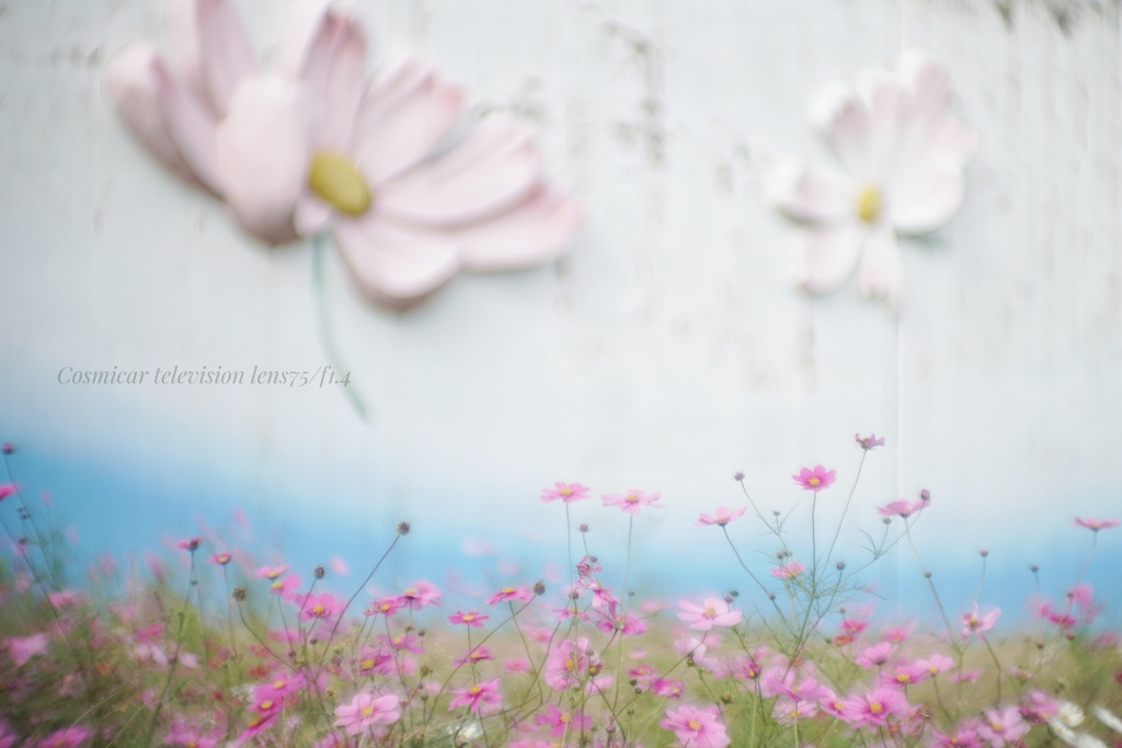 あれくらいの秋桜に…