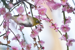 ジローさんの横懸垂…