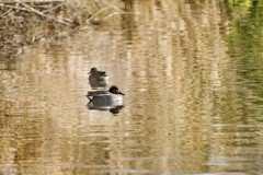 春麗ら…コガモのペア