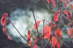 シェアリングな秋…