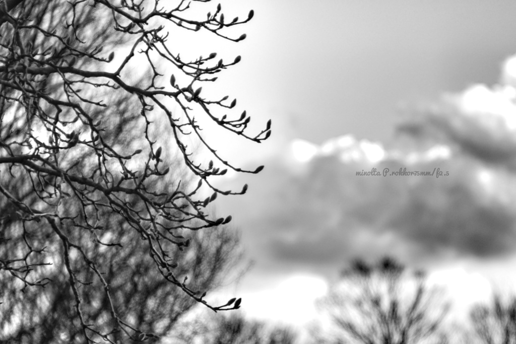 首を長くして春を待つ…