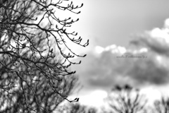 首を長くして春を待つ…