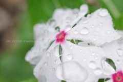 可愛いニチニチソウと水玉