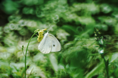Small White…