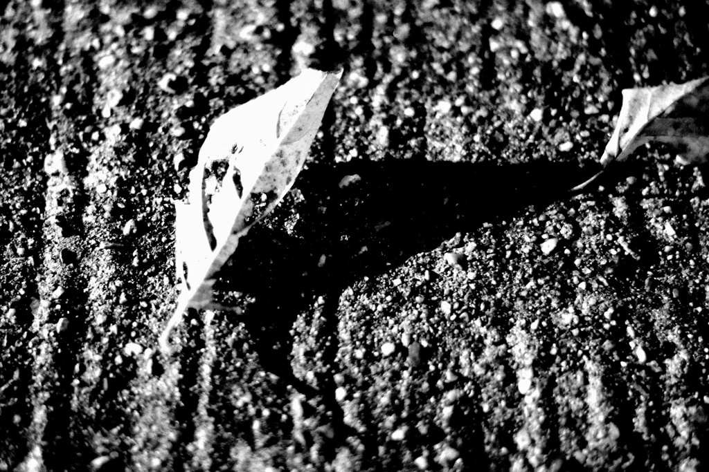 ハロウィンなので…