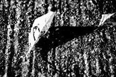 ハロウィンなので…