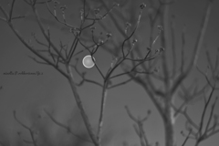 花水木に宿る夜…