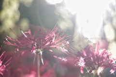 Shining sun…