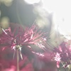 Shining sun…