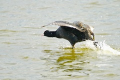 キーン！水上疾走…