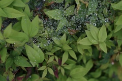 小さな雨グモ接近中…