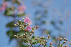 晩夏の知らせ…