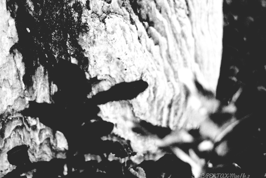 笑う影には福来たる？…