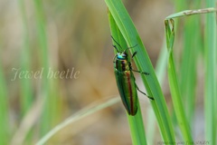 Jewel beetle…