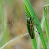 Jewel beetle…
