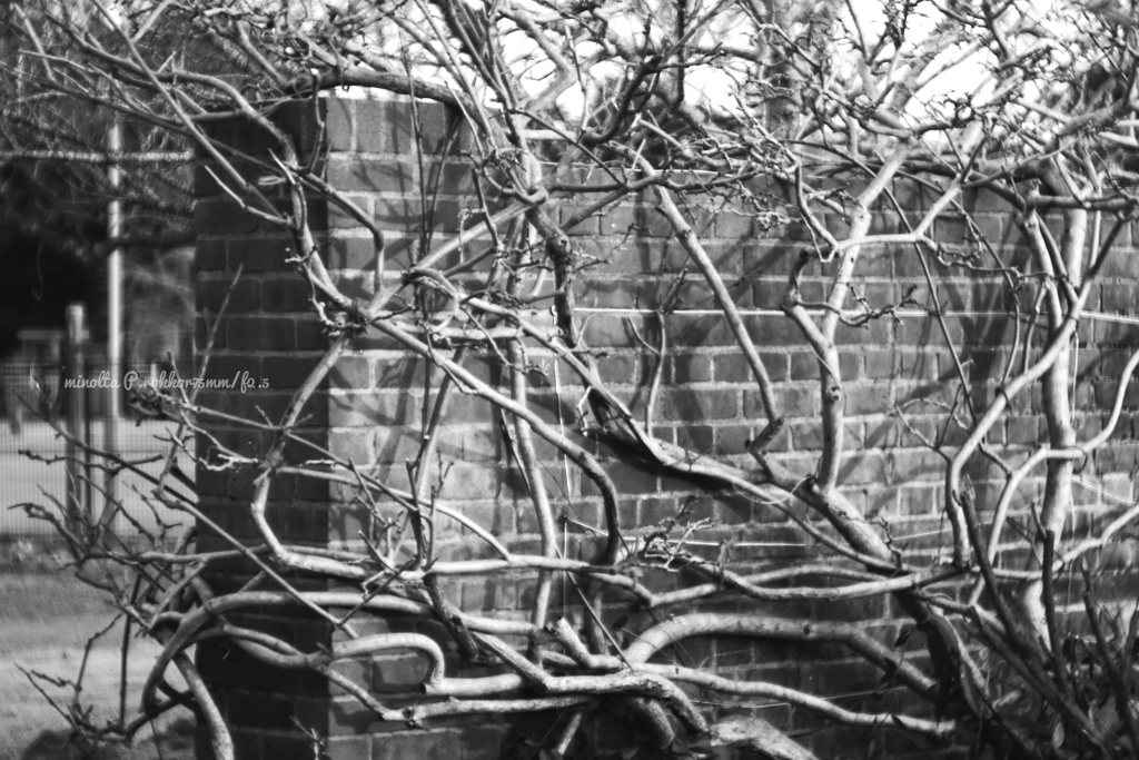 達磨さんが……転んだ！…