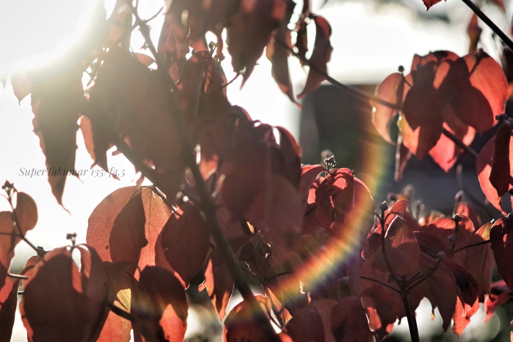 朱を奏でる時間…