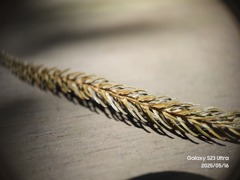 IMG_20250516_101656_539