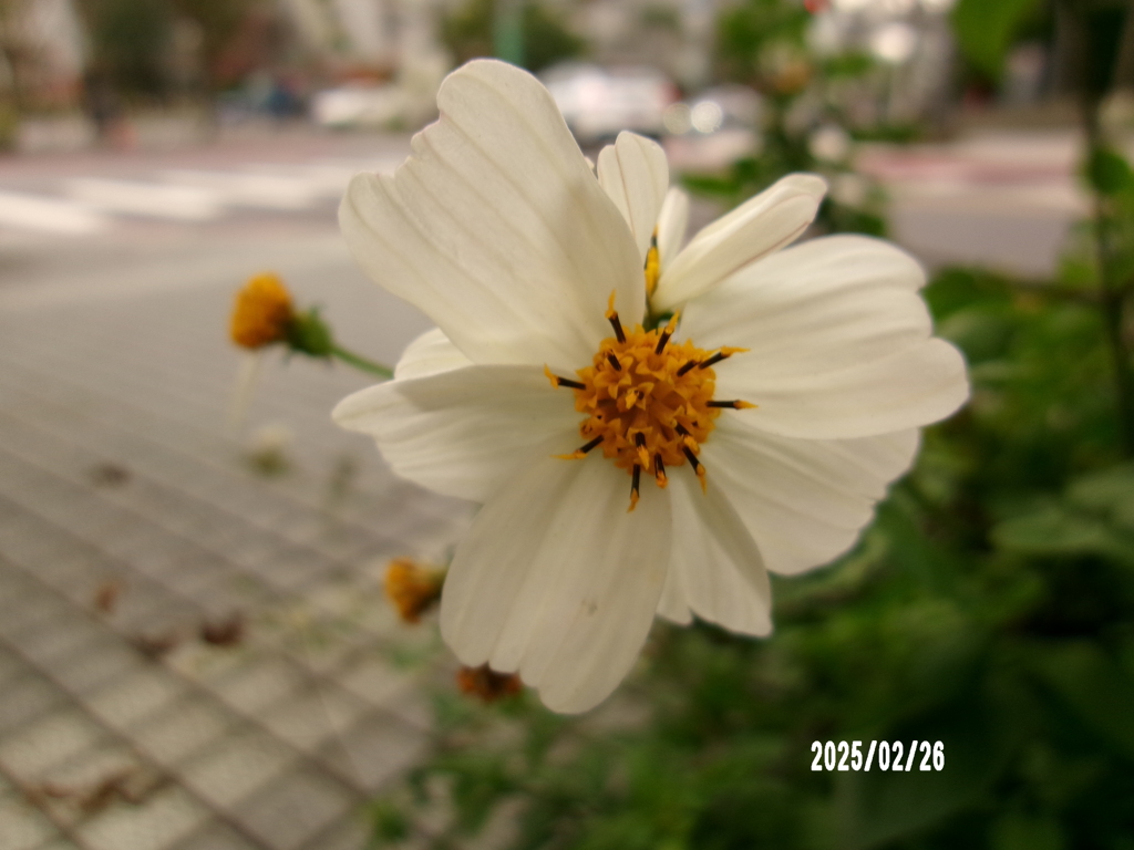路邊的小花