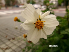 路邊的小花