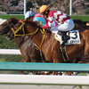 阪神競馬