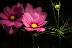 花は光の方へ向く。