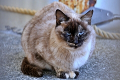 大阪の猫はガンを飛ばす。