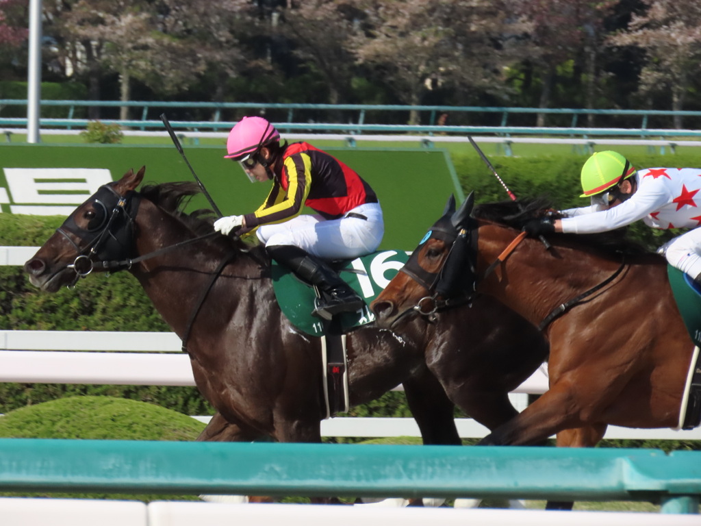 阪神競馬