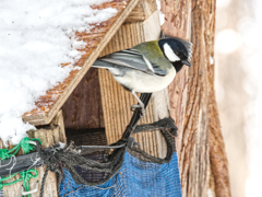 シジュウカラ君