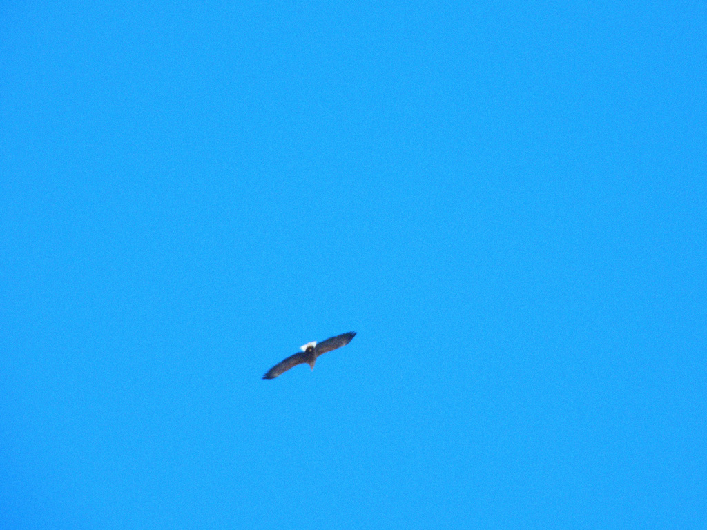 鷲が飛んでいる