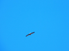 鷲が飛んでいる