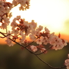 夕日に佇む