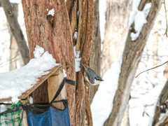 ゴジュウカラ君