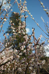 梅？桜？