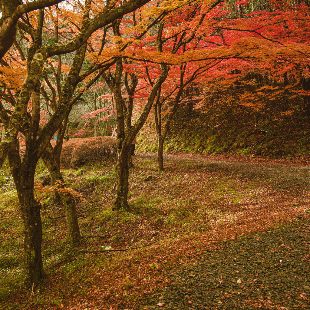福島県桑折町半田山の紅葉