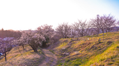 夕暮れ時の桜並木