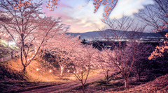 福島県伊達市紅谷峠の桜