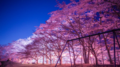 福島県伊達市紅谷峠の桜