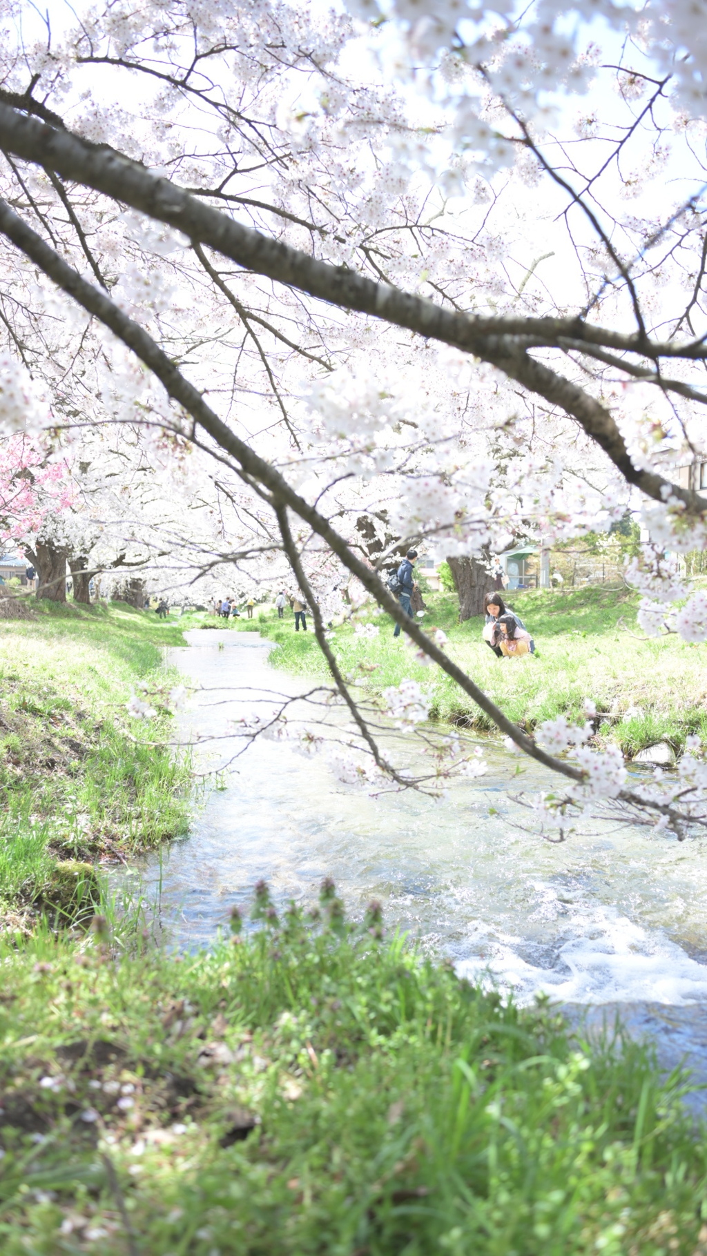 桜と親子